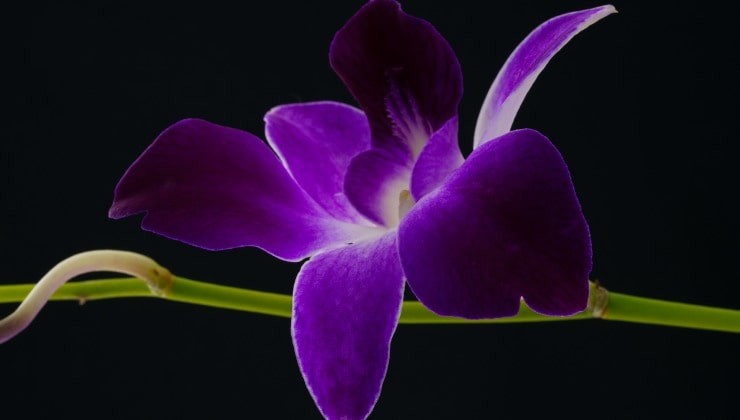 Propagar orquídeas a partir de ramitas. Propagar orquídeas a partir de ramitas.