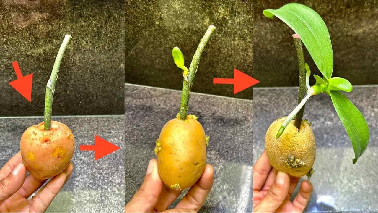 Cómo propagar orquídeas