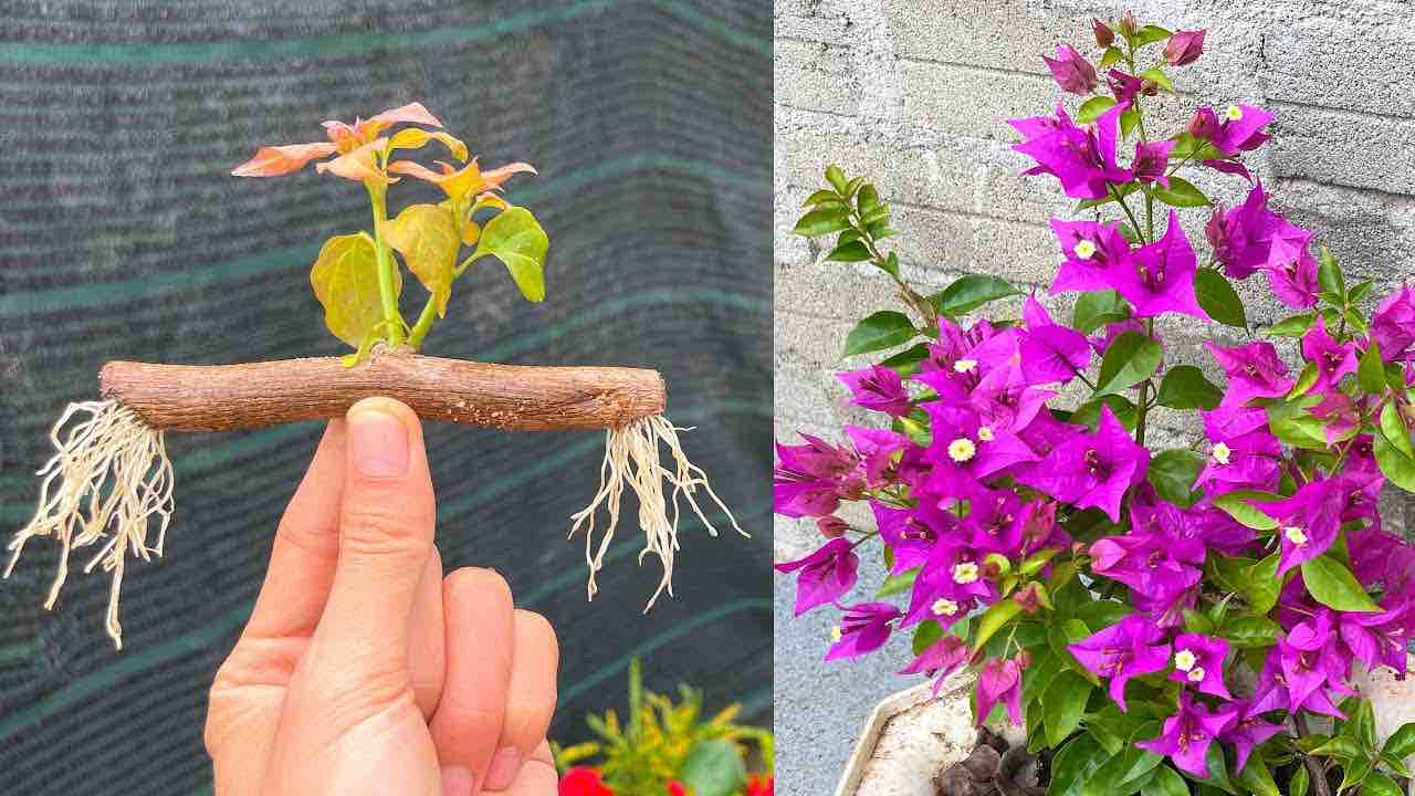 Rami di Bougainvillea Ramas de buganvillas