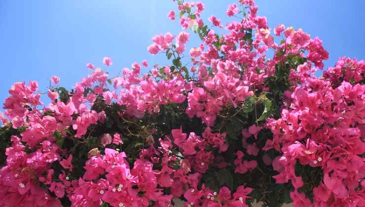 Propagare i rami di bouganvillea Propagar ramas de buganvillas