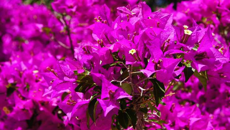Bouganvillea fiorita Buganvillas en flor