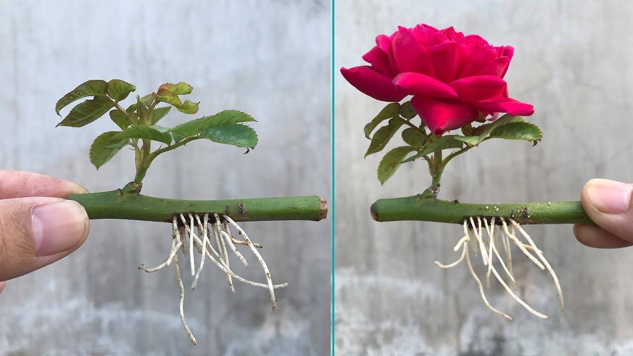 Rosa Rosa