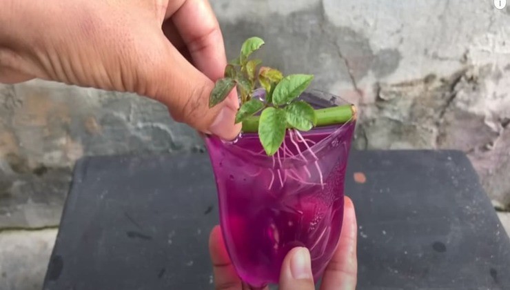 Propagar rosas Propagar rosas