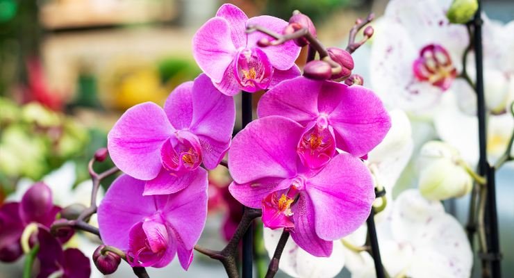 Flores, como revivirlas
