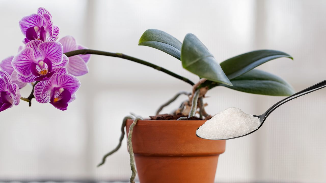 cuchara y orquídea cuchara y orquídea