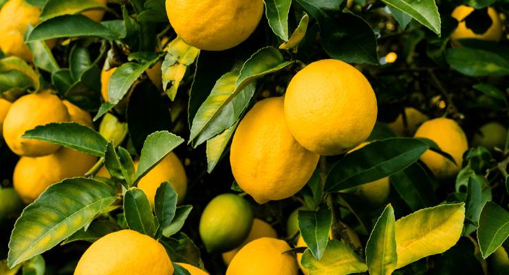 limones