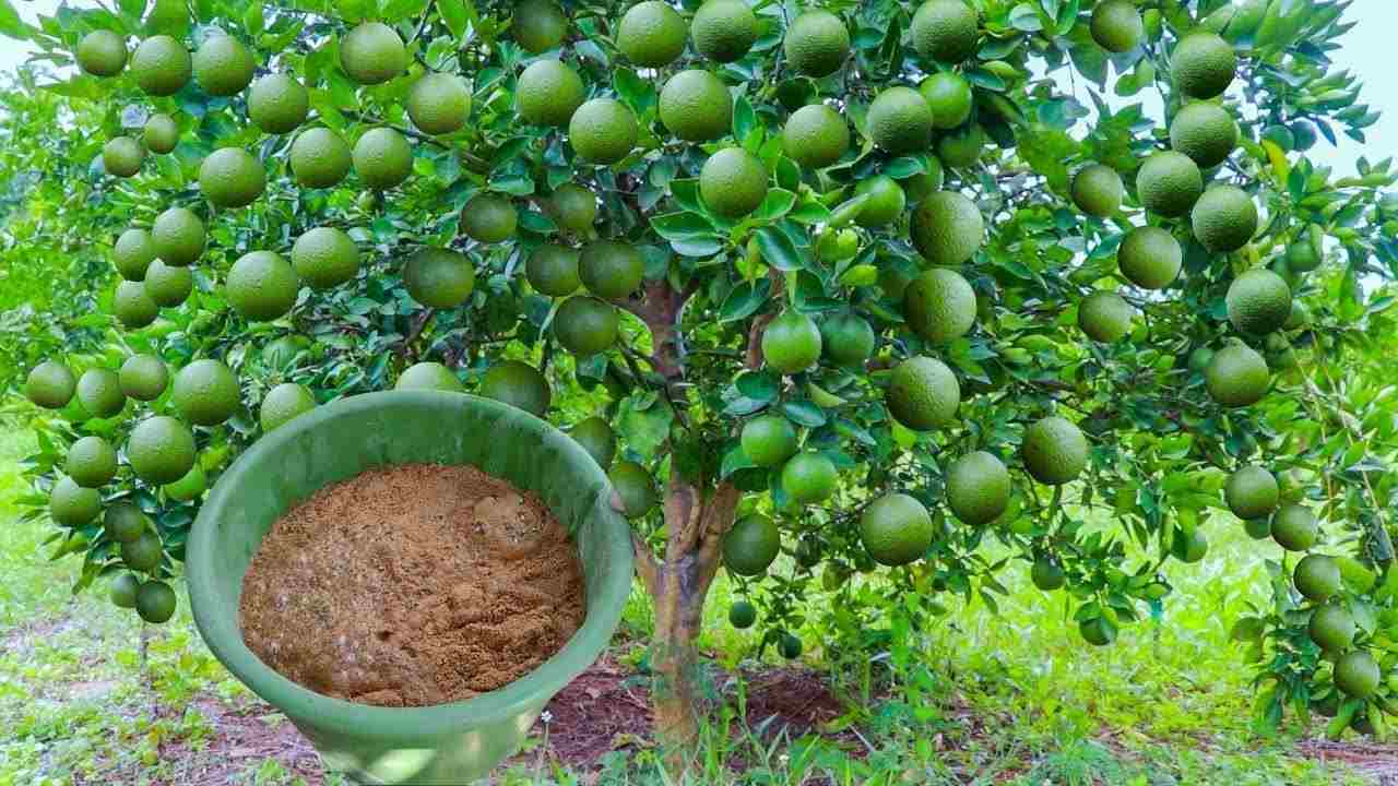Cosecha de limones Cosecha de limones