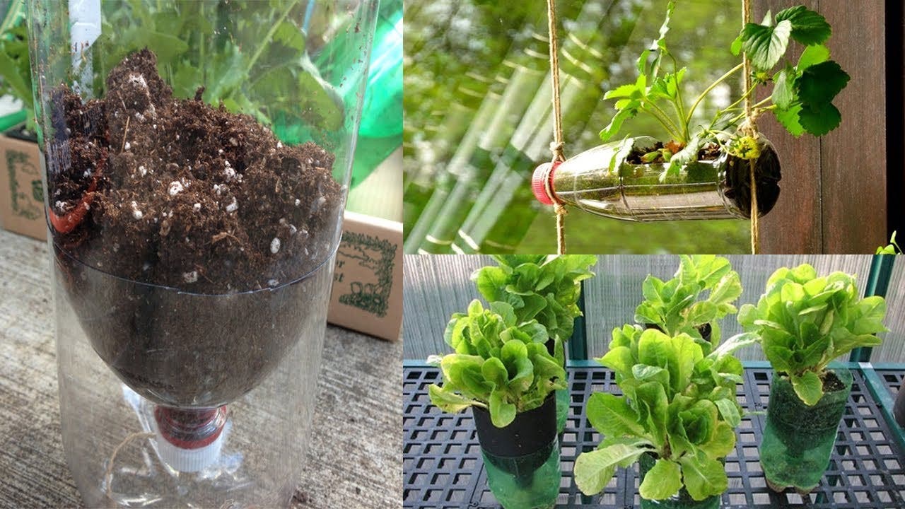 Cultiva 12 alimentos con simples botellas de plástico 2 planta en botella de plastico