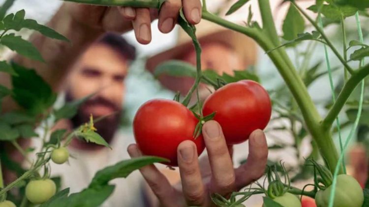 Cultivo de tomates en macetas