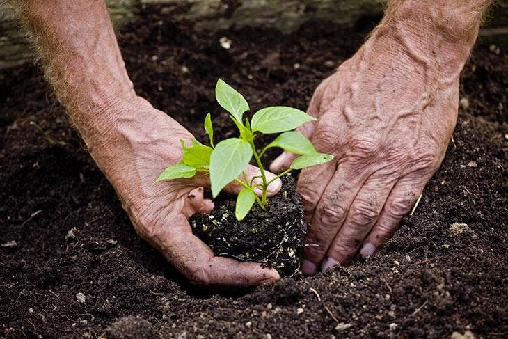 ¿Cuándo sembrar semillas de pimiento en 2023? Fechas favorables 3 planta de pimienta