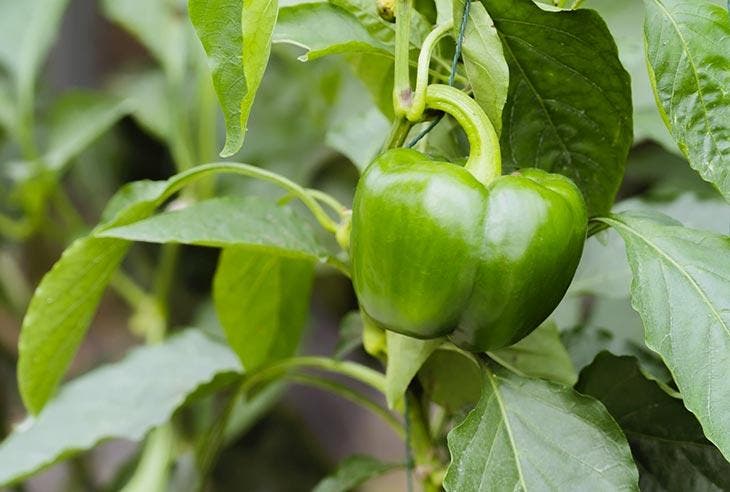 ¿Cuándo sembrar semillas de pimiento en 2023? Fechas favorables 2 Pimienta