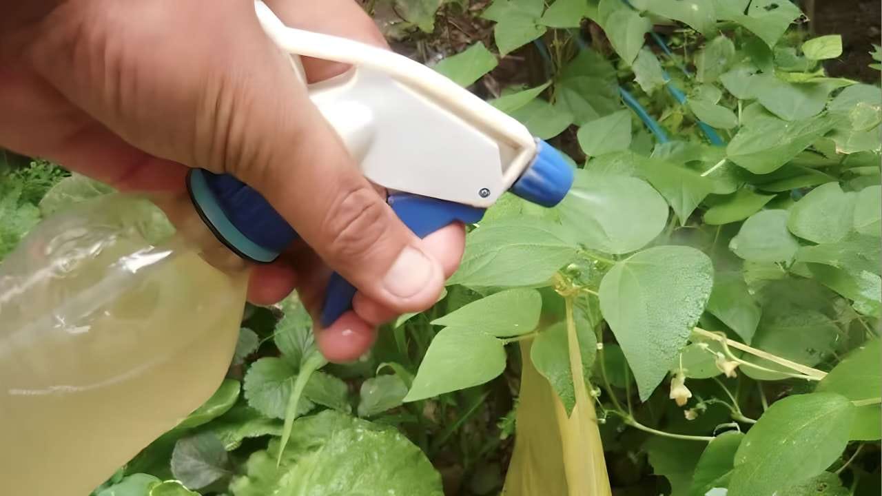 Il fungicida e insetticida più forte al mondo El fungicida e insecticida más fuerte del mundo