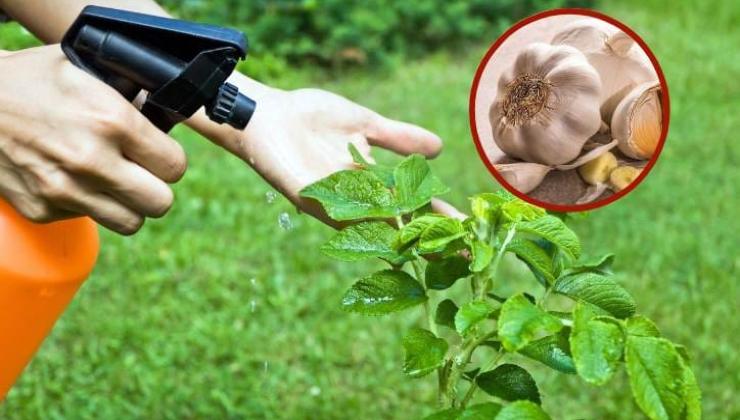 Come creare un insetticida naturale Come creare un insetticida naturale
