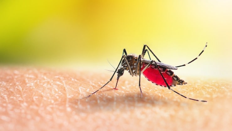mosquitos mosquitos