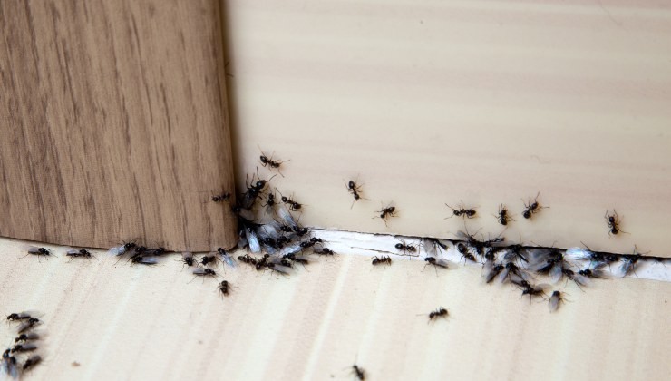 insectos insectos