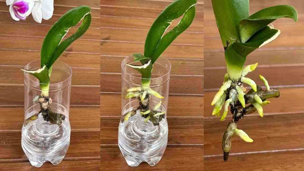 Orchidea nella bottiglia Orquídea en la botella