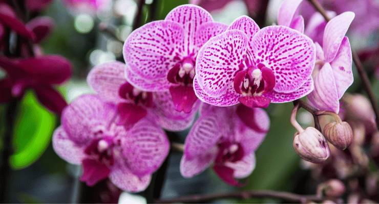 Orchidea Orquídea