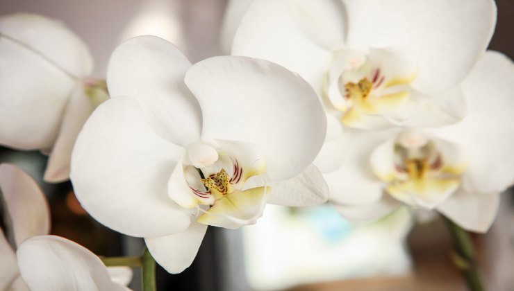 Orchidea Orquídea