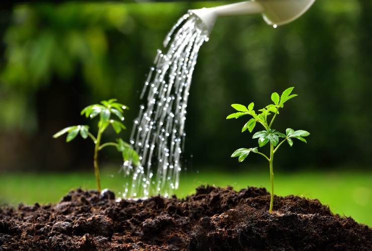 Regando plantas Regando plantas