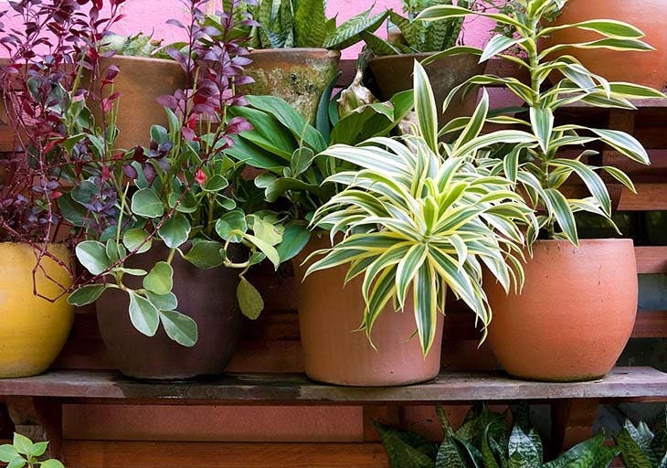 El truco del jardinero para regar tus plantas cuando estás de vacaciones 3 Plantas en macetas verdes.