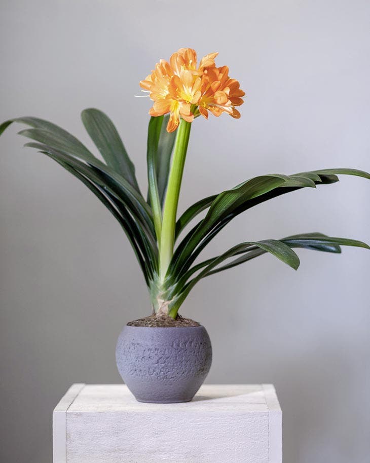 Esta planta es un imán de la suerte: cuando florece, llegan buenas noticias a la casa 4 tarro de clivia