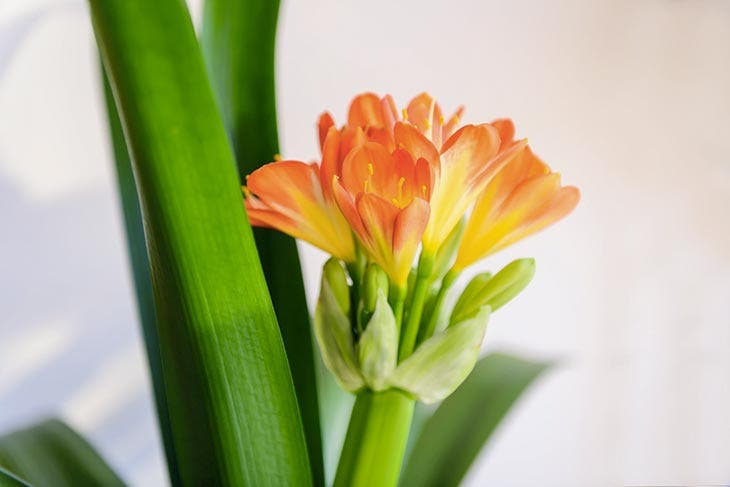 Esta planta es un imán de suerte: cuando florece, llegan buenas noticias a la casa 3 Floración de la clivia