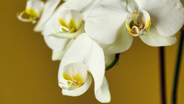 Orchidea bella tutto l'anno Hermosa orquídea todo el año