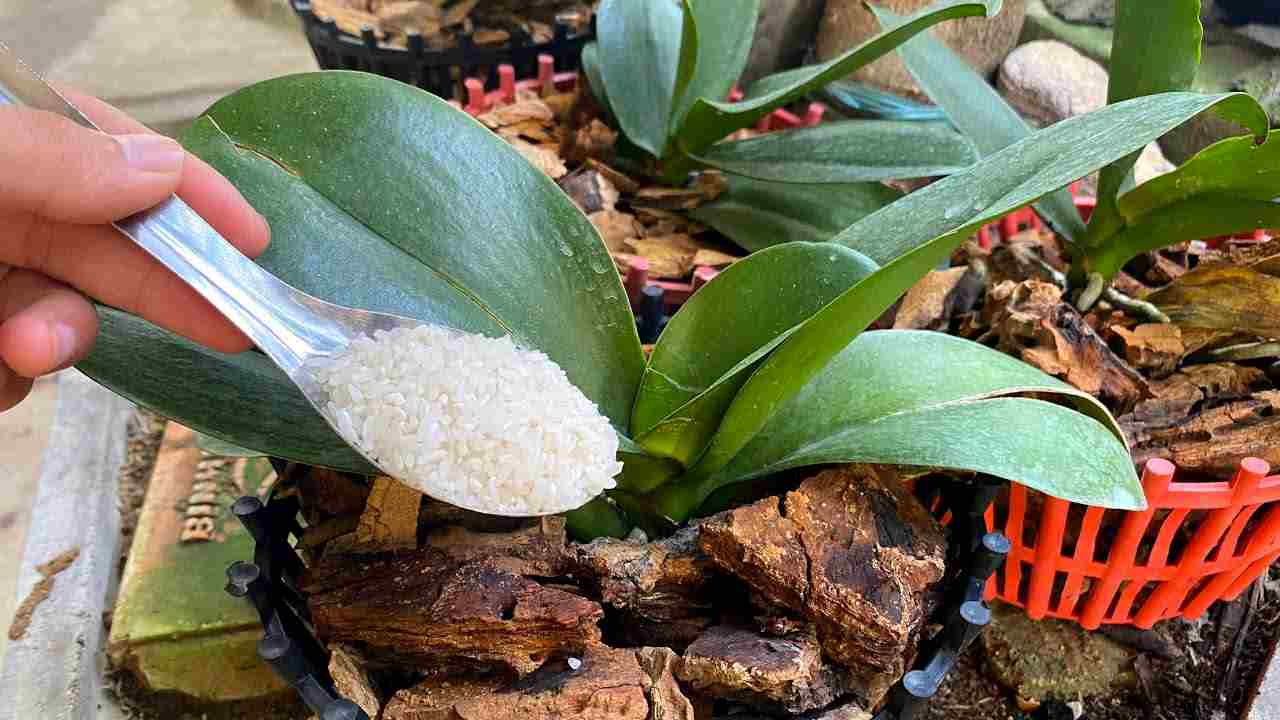 fertilizzante per orchidea Fertilizante para orquídeas
