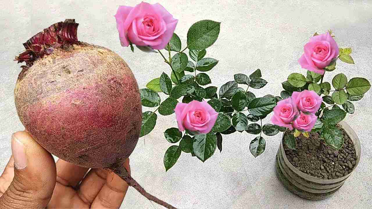Fertilizante natural en flores.