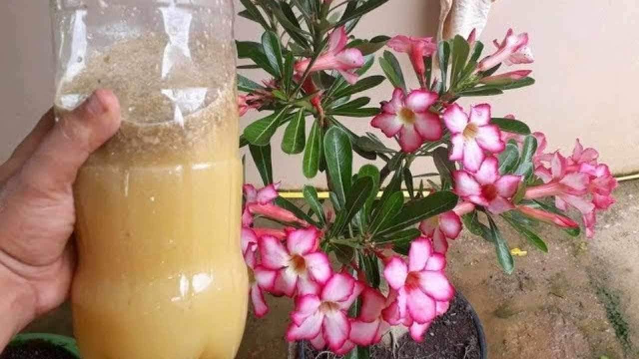 Este líquido hará que tu planta florezca increíblemente Este líquido hará que tu planta florezca increíblemente