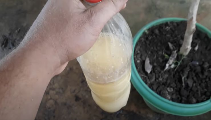 Fertilizante natural con semillas de calabaza Fertilizante natural con semillas de calabaza