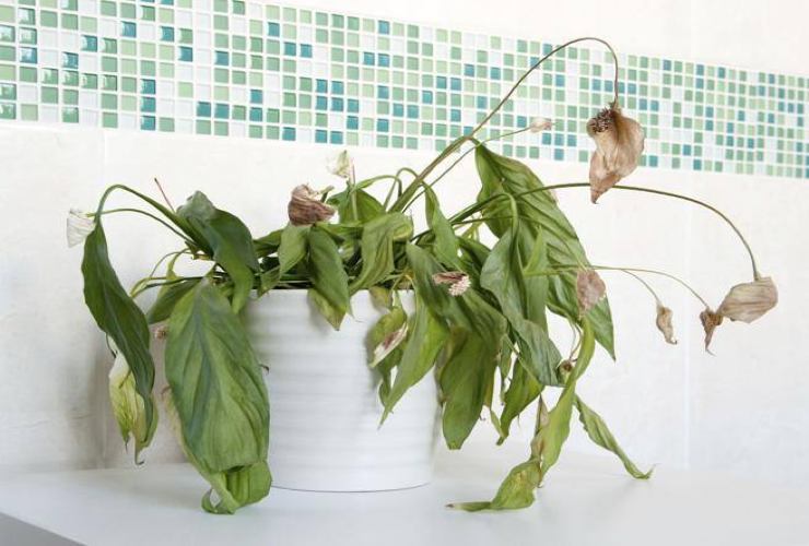 Planta marchita y sin flores. Planta marchita y sin flores.
