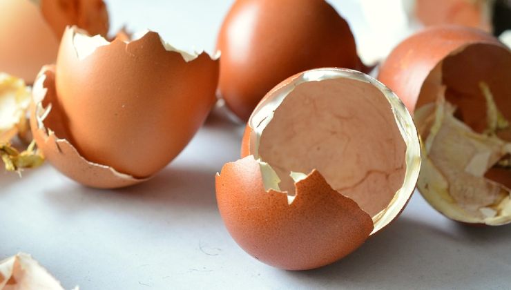 abono con cáscara de huevo abono con cáscara de huevo