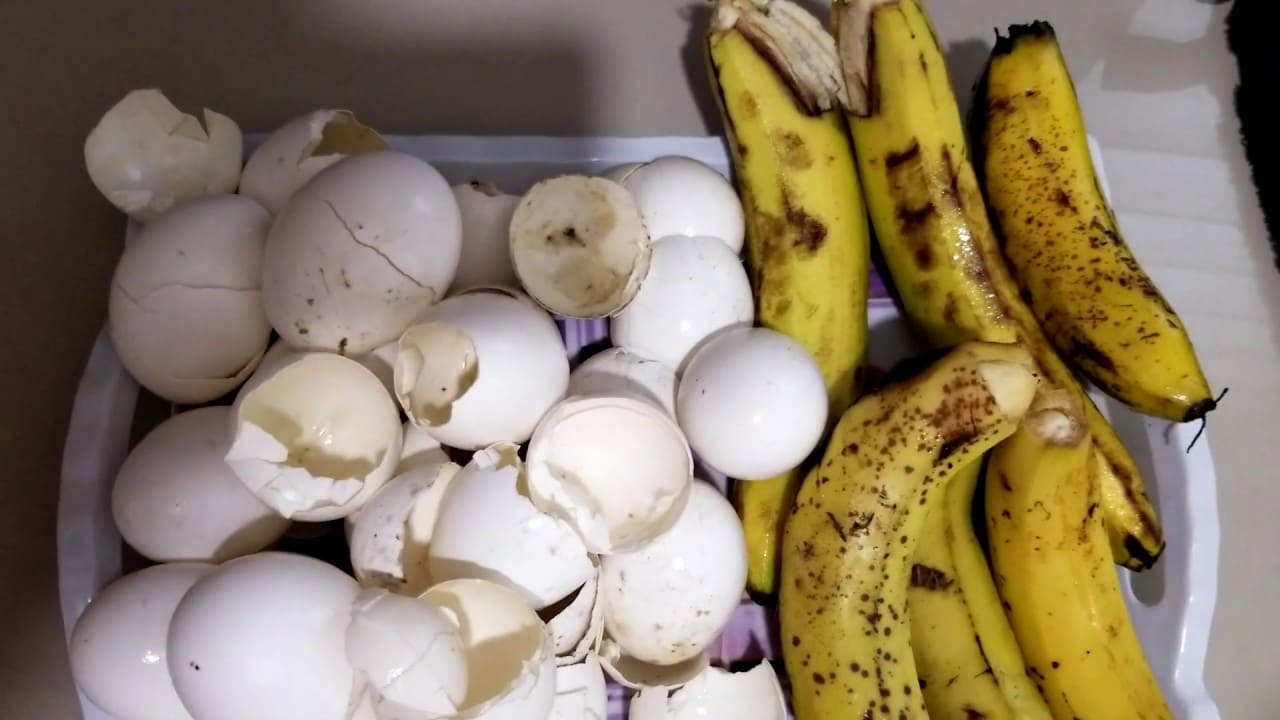 Cáscaras de huevo y plátanos