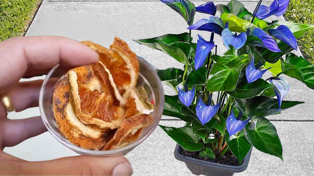 naranja en la planta naranja en la planta