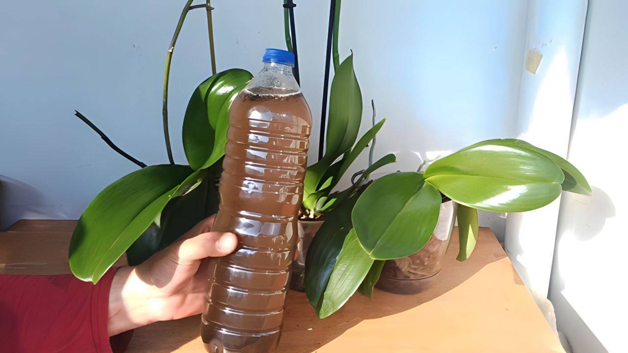 Fertilizante de plátano Fertilizante de plátano
