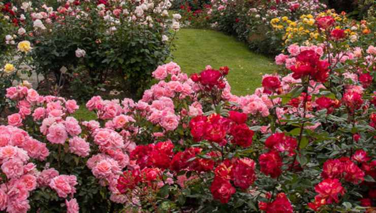 Rosa Rosa