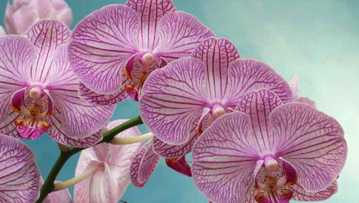 orquídea exuberante orquídea exuberante