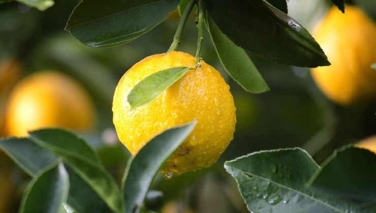 planta de limon