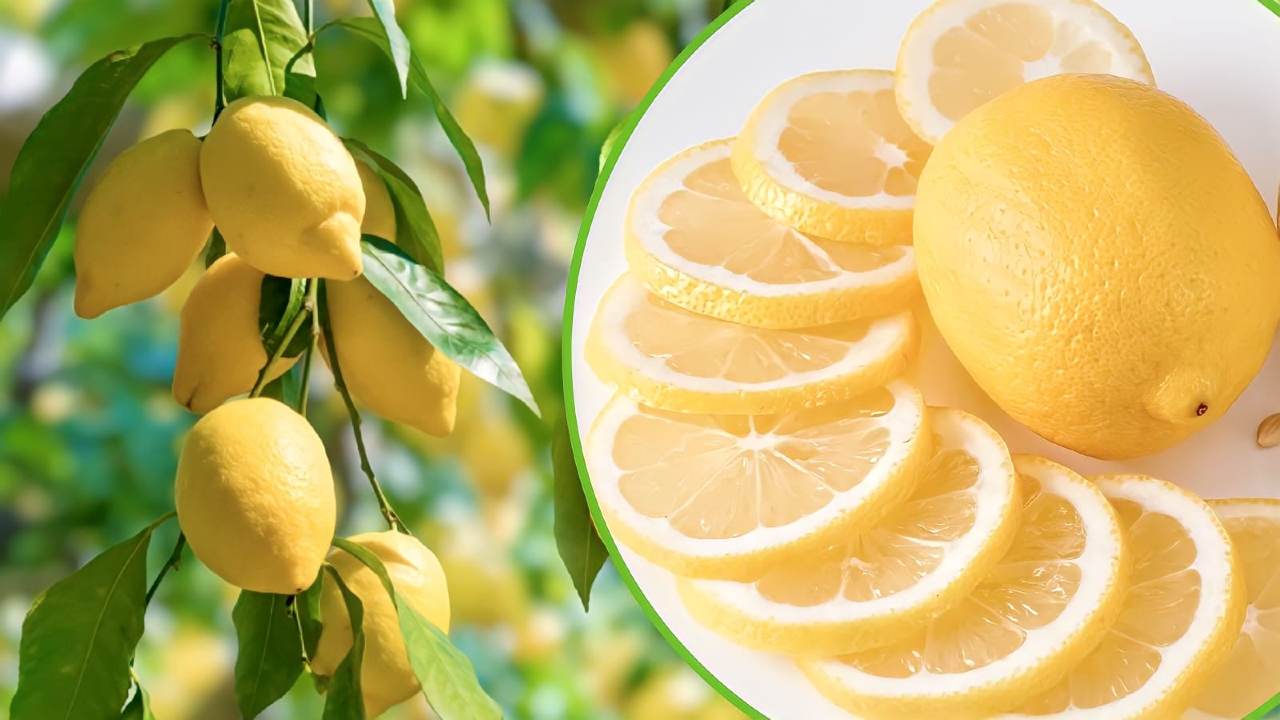 planta de limon