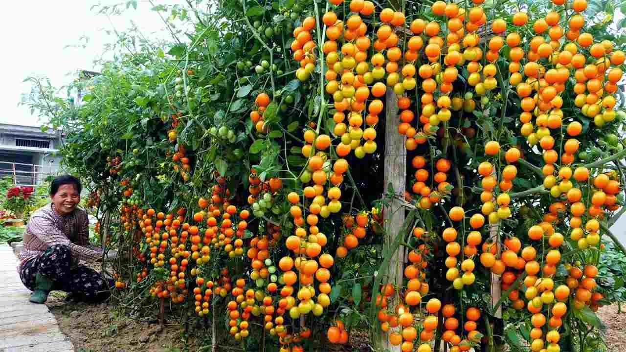 Tomates Tomates