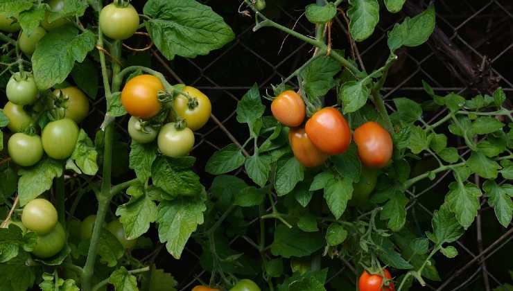 tomates de la huerta tomates de la huerta