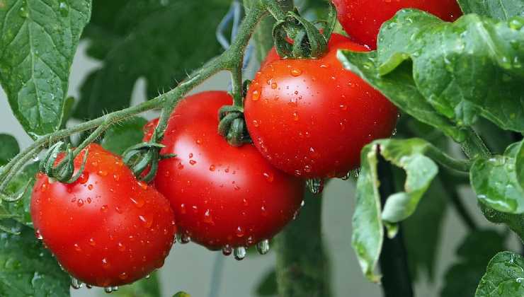 tomates de cultivo tomates de cultivo