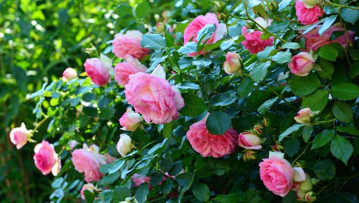 Rosal
