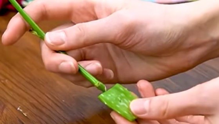 tallo de rosa en aloe vera