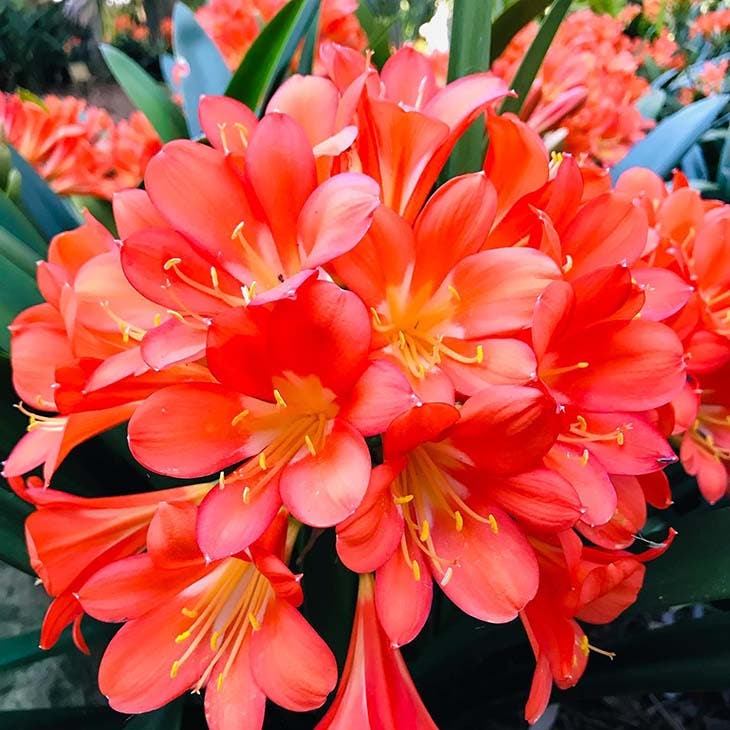 El Top 10 de las plantas de interior más bonitas que crecen sin luz solar 7 clivia