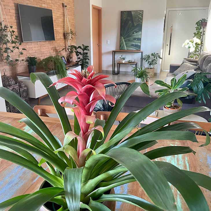 El Top 10 de las plantas de interior más bonitas que crecen sin luz solar 10 bromelia