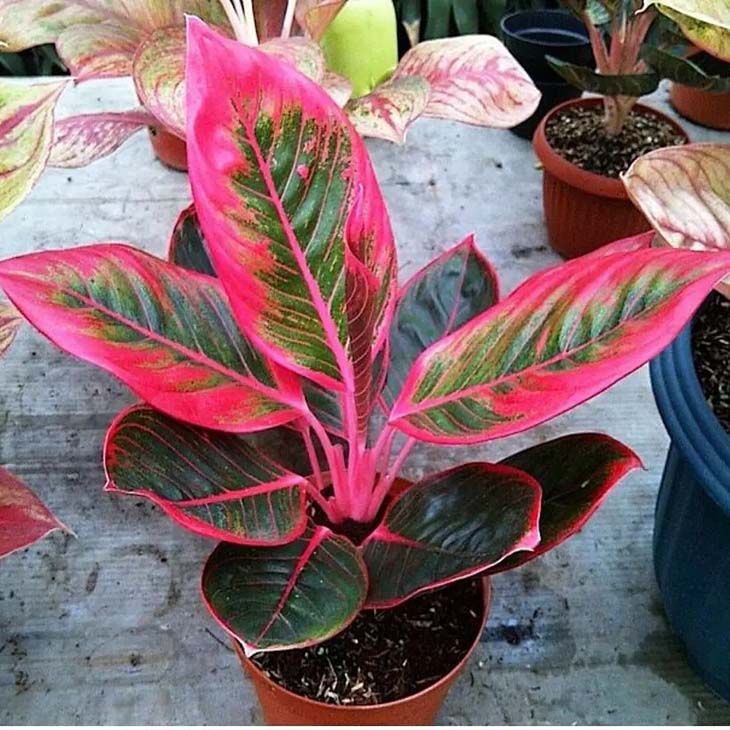 El Top 10 de las plantas de interior más bonitas que crecen sin luz solar 9 Aglaonema