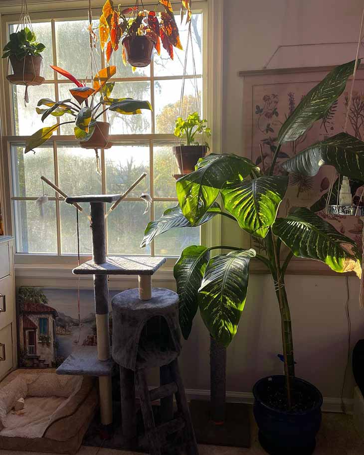 El Top 10 de las plantas de interior más bonitas que crecen sin luz solar 4 Dieffenbachia