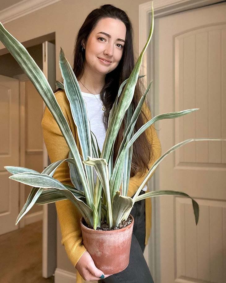 El Top 10 de las plantas de interior más bonitas que crecen sin luz solar 5 sansevieria
